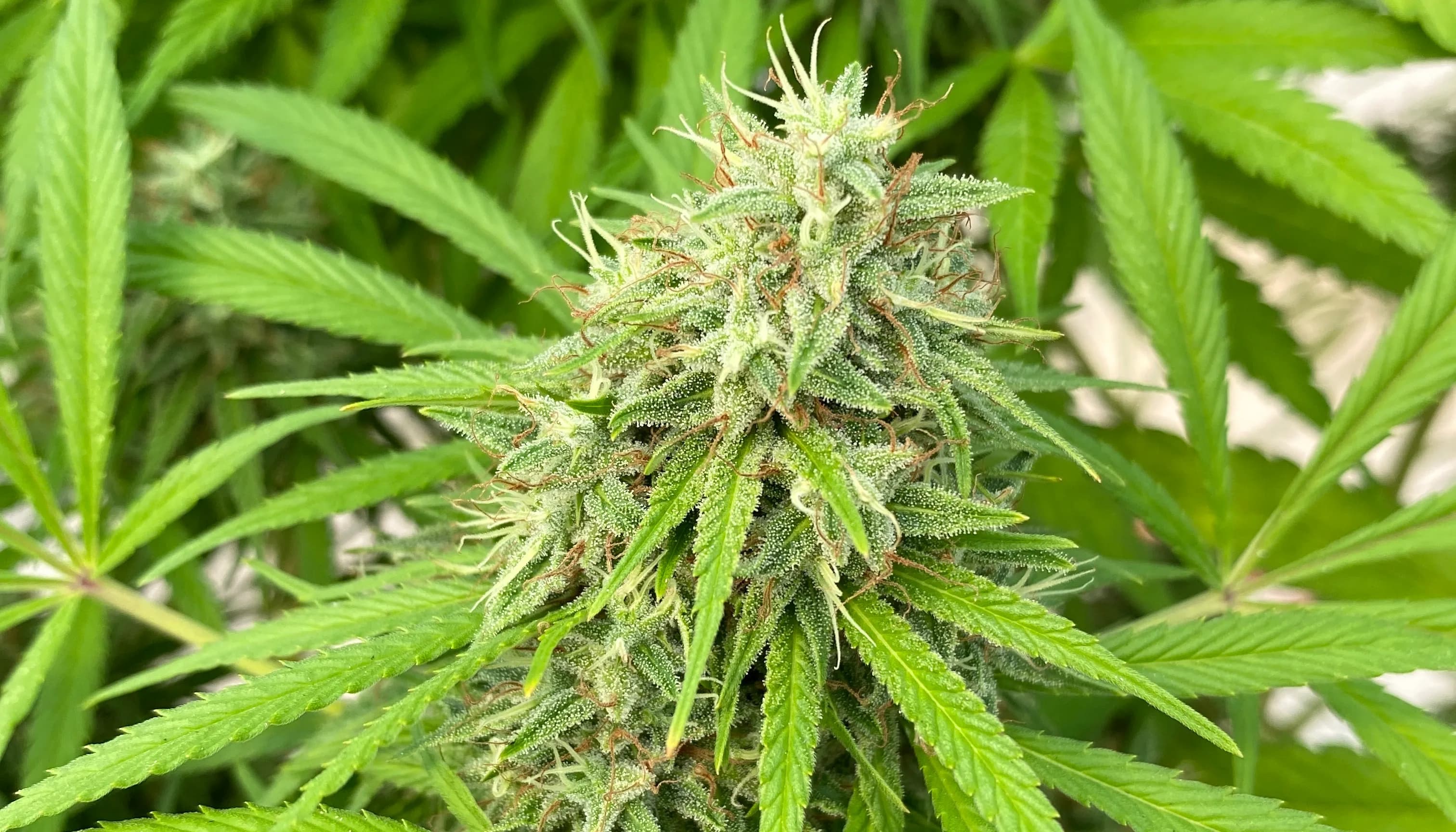 Lemon berry candy OG