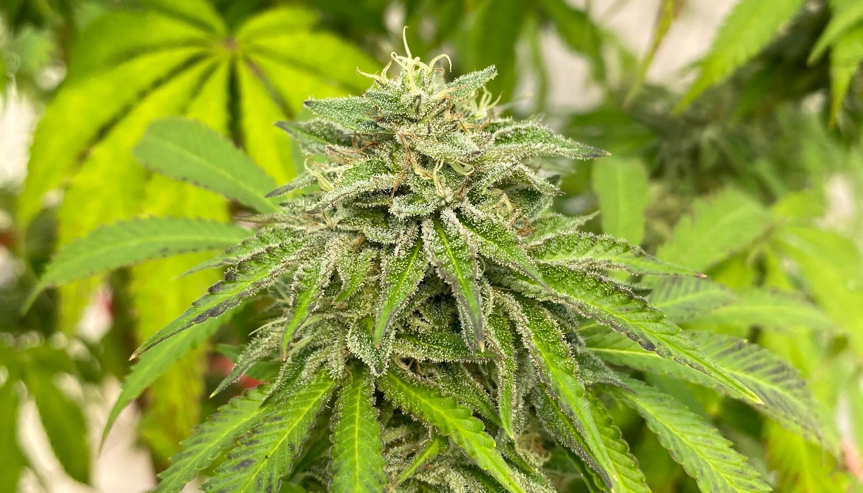 Orange velvet underground