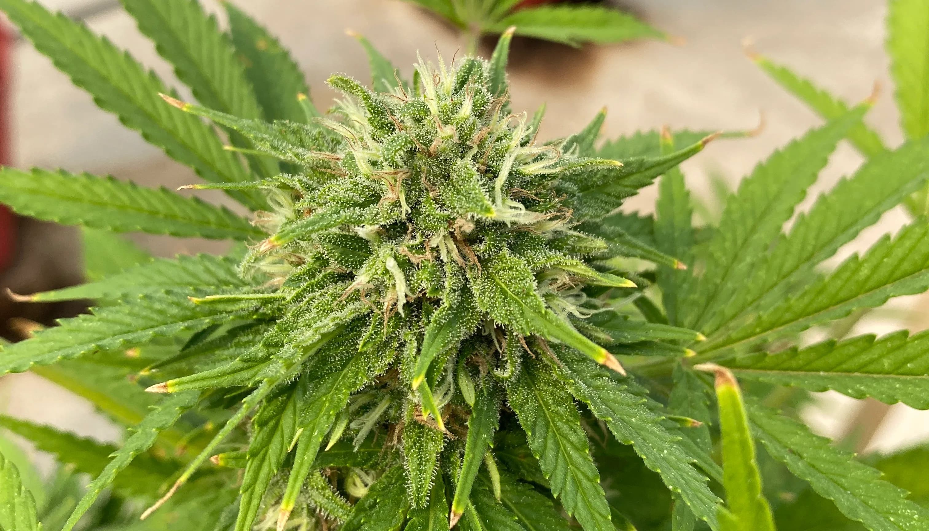 Pineapple Super Silver Haze