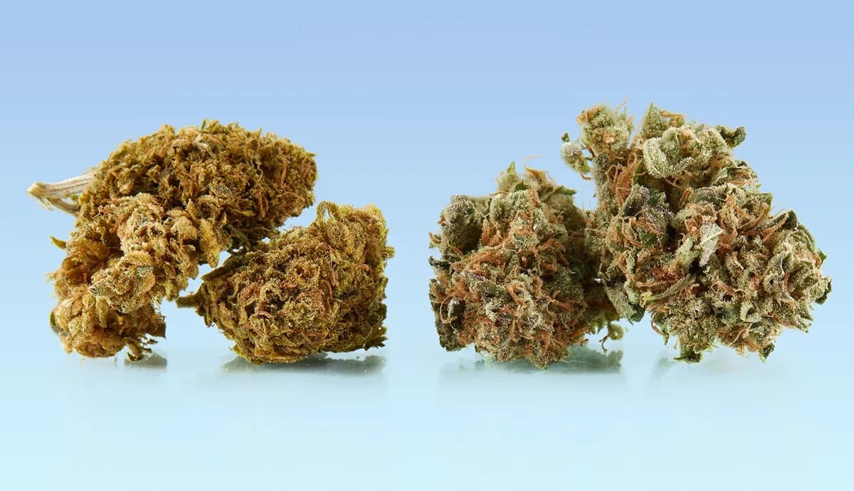 10 วิธีในแยกกัญชาเกรดดีกับเกรดไม่ดี